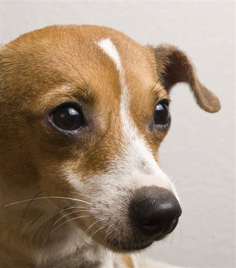 Jack russell chihuahua mix for sale - 5. 10. Next. Find a jack russell terrier to adopt. Search thousands of available pets from shelters and rescues in Chewy's network. Refine your search to find the perfect match and complete the adoption process at your local shelter or rescue. 